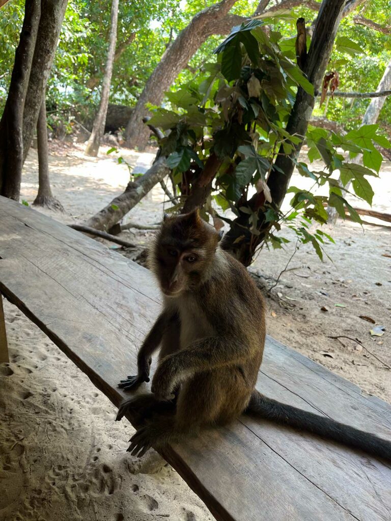 Un singe chapardeur